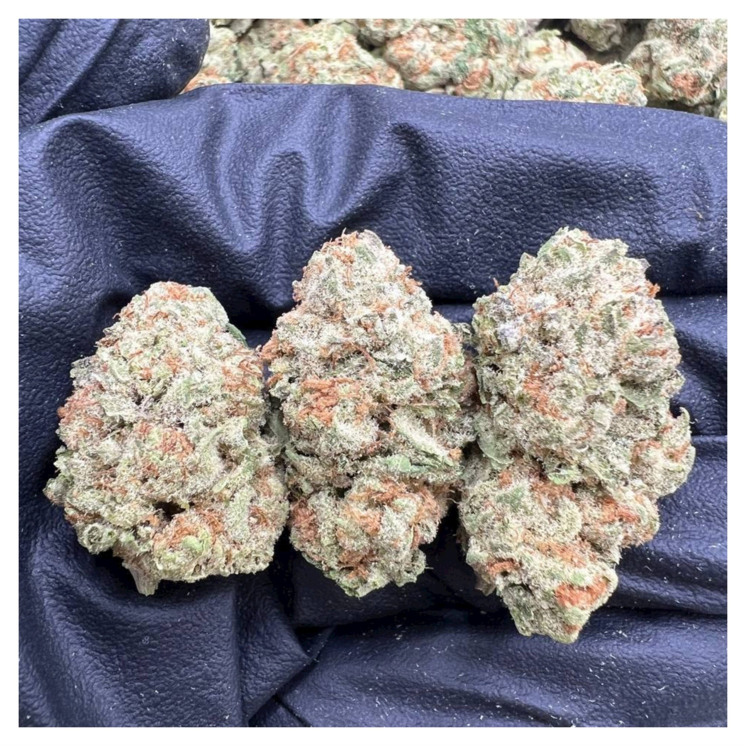 bestcoastsbud.cc