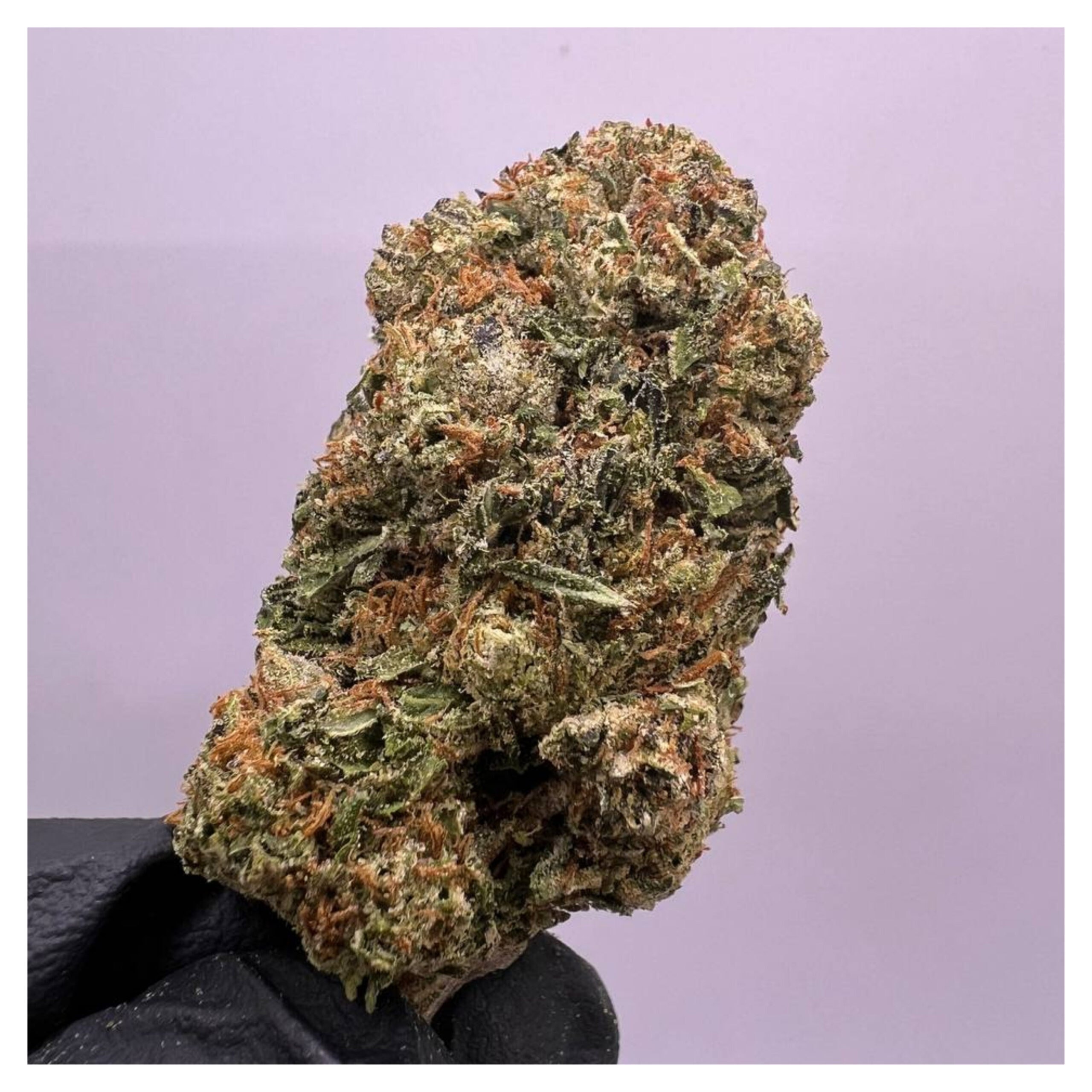 bestcoastsbud.cc