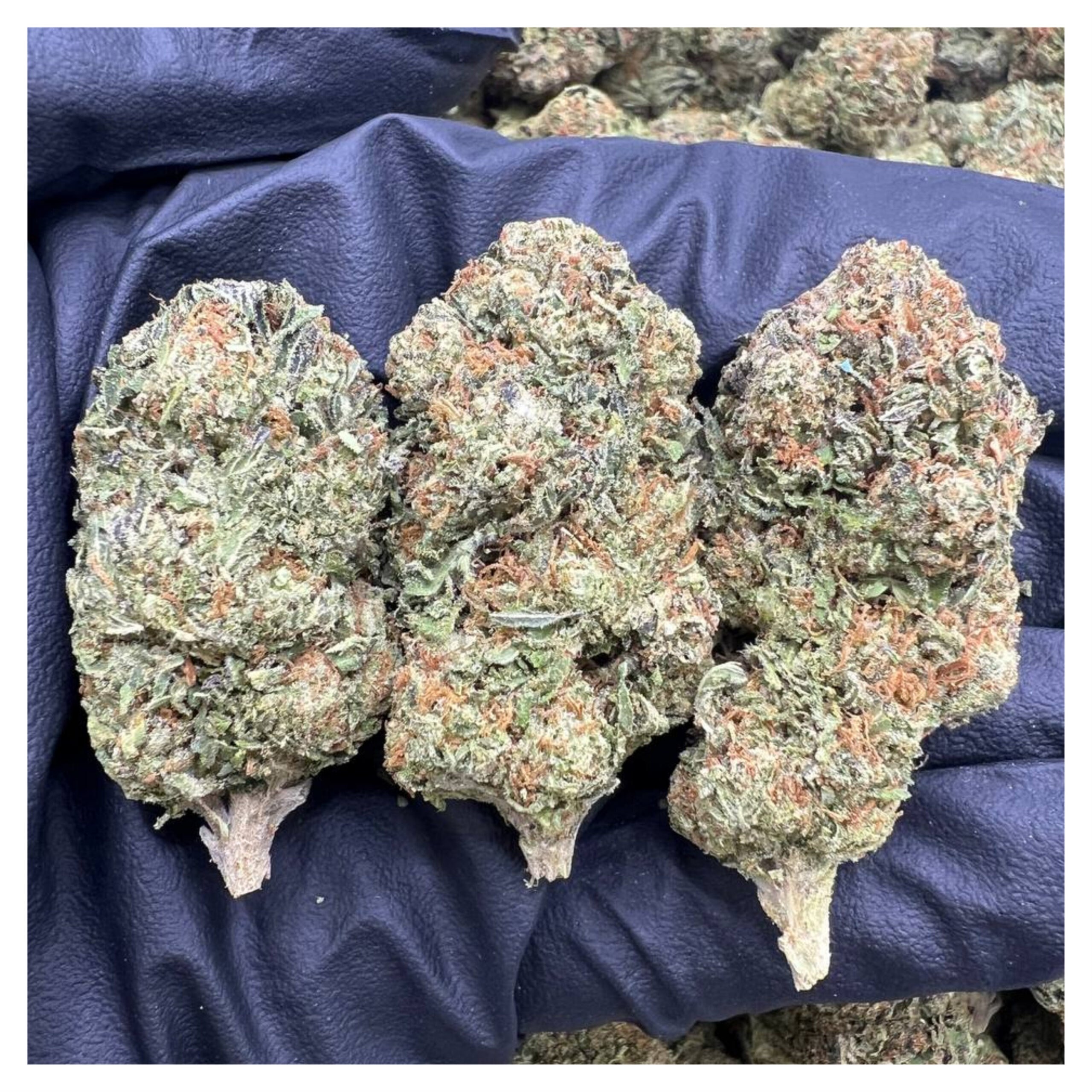 bestcoastsbud.cc