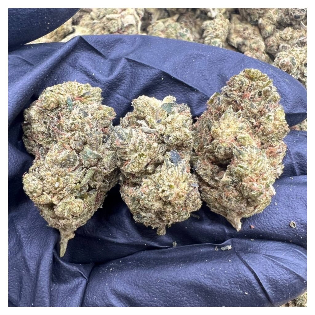 bestcoastsbud.cc