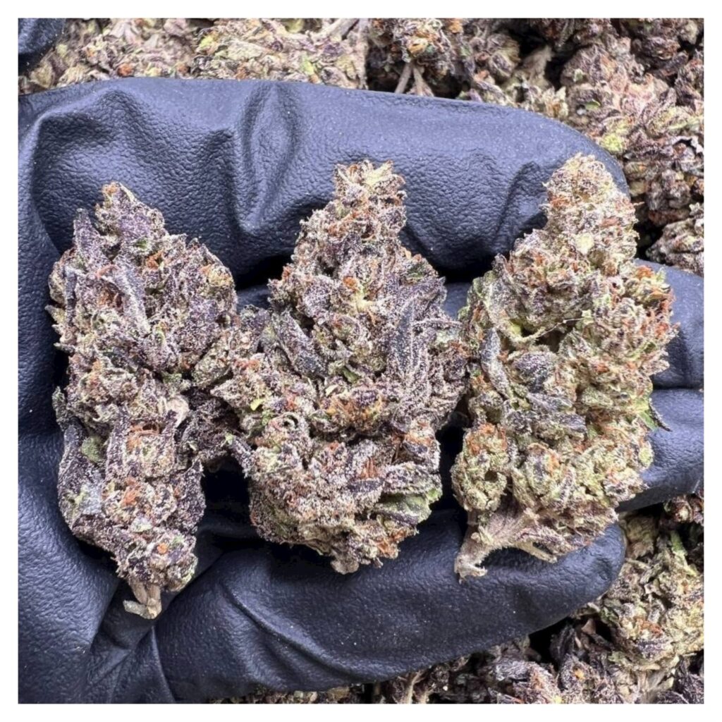 bestcoastsbud.cc